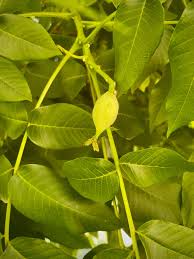 Attēlu rezultāti vaicājumam “Juglans x sinensis leaf”
