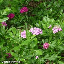 Image result for Dianthus barbatus