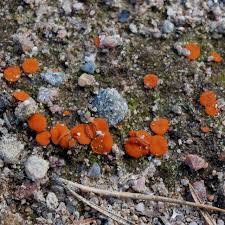 Attēlu rezultāti vaicājumam “Melastiza chateri”