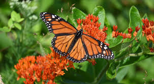 Image result for monarch butterfly
