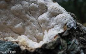 Attēlu rezultāti vaicājumam “Antrodia xantha”