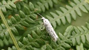 Attēlu rezultāti vaicājumam “Yponomeutidae”