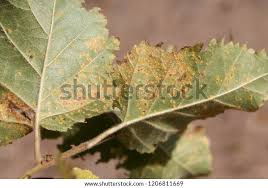 Attēlu rezultāti vaicājumam “Melampsoridium sp.”