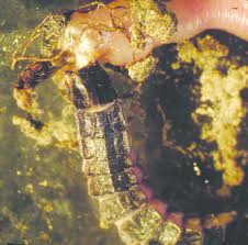 Attēlu rezultāti vaicājumam “Phosphaenus hemipterus male”