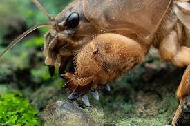 Attēlu rezultāti vaicājumam “Gryllotalpa gryllotalpa”