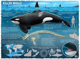 Image result for Orcinus orca