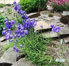 Image result for Campanula persicifolia