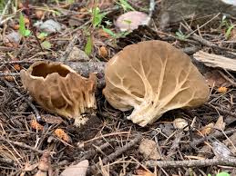 Attēlu rezultāti vaicājumam “Helvella acetabulum”