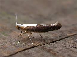 Attēlu rezultāti vaicājumam “Argyresthia semifusca”