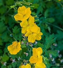 Image result for Chelidonium majus