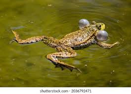 Attēlu rezultāti vaicājumam “Ranidae”