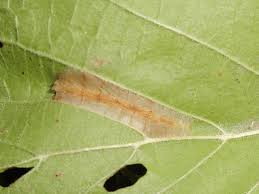 Attēlu rezultāti vaicājumam “Phyllonorycter nicellii”