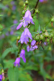 Attēlu rezultāti vaicājumam “Campanula trachelium bud”