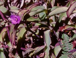 Attēlu rezultāti vaicājumam “Commelinaceae”