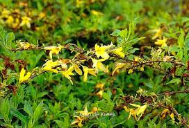 Attēlu rezultāti vaicājumam “Forsythia viridissima flower”