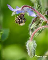 Attēlu rezultāti vaicājumam “Borago officinalis bud”