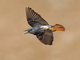 Image result for Monticola saxatilis