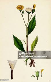 Attēlu rezultāti vaicājumam “Crepis paludosa flower”