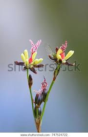 Attēlu rezultāti vaicājumam “Juncus gerardii flower”