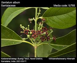 Attēlu rezultāti vaicājumam “Santalaceae”