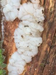 Attēlu rezultāti vaicājumam “Exidia thuretiana”