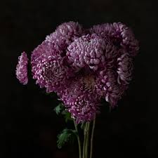 Image result for Chrysanthemum spectabile