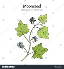 Attēlu rezultāti vaicājumam “Menispermum dauricum leaf”