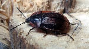 Attēlu rezultāti vaicājumam “Phosphuga atrata”