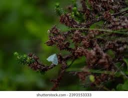 Attēlu rezultāti vaicājumam “Jodis putata”