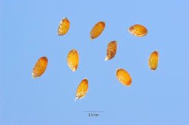 Attēlu rezultāti vaicājumam “Juncus effusus fruit”