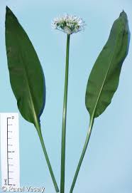 Attēlu rezultāti vaicājumam “Allium ursinum”