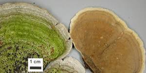 Attēlu rezultāti vaicājumam “Stereum rugosum”