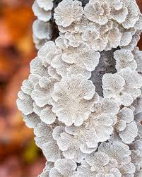 Attēlu rezultāti vaicājumam “Plicaturopsis crispa”