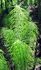 Attēlu rezultāti vaicājumam “Equisetum pratense”