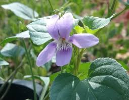 Attēlu rezultāti vaicājumam “Viola uliginosa bud”