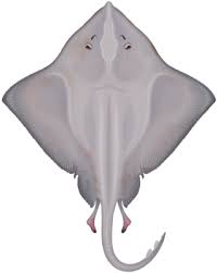 Image result for Amblyraja hyperborea