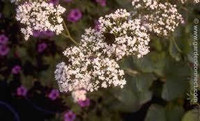 Attēlu rezultāti vaicājumam “Valerianaceae”