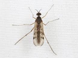 Attēlu rezultāti vaicājumam “Sylvicola sp.”