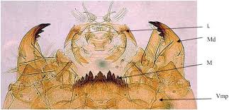 Attēlu rezultāti vaicājumam “Chironomidae imago”