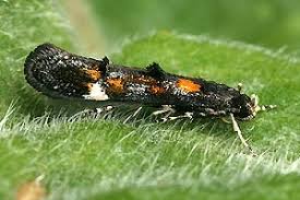 Attēlu rezultāti vaicājumam “Chimabachidae”