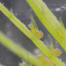 Attēlu rezultāti vaicājumam “Chara globularis”