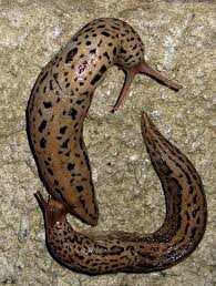 Attēlu rezultāti vaicājumam “Limax maximus”