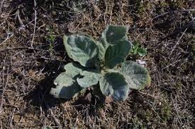 Attēlu rezultāti vaicājumam “Verbascum thapsus bud”