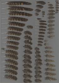 Attēlu rezultāti vaicājumam “Caprimulgus europaeus juvenile”