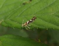 Attēlu rezultāti vaicājumam “Argyresthia goedartella”