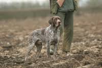 Image result for Pointers