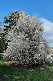 Attēlu rezultāti vaicājumam “Prunus spinosa”