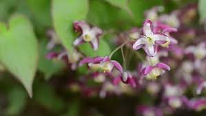 Attēlu rezultāti vaicājumam “Epimedium alpinum”