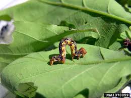 Attēlu rezultāti vaicājumam “Erannis defoliaria larva”