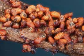 Attēlu rezultāti vaicājumam “Fuligo gyrosa plasmodium”